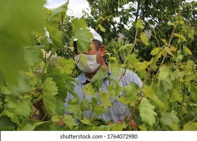 Tied Grape Vines Images Stock Photos Vectors Shutterstock