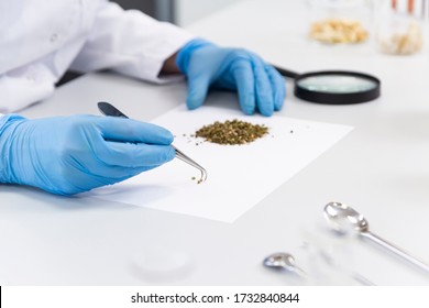 Hands with medical rubber gloves pick marijuana seeds on white paper in laboratory. Glass tubes with CBD oils are in background. Health concept.