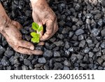 hands of a miner planting a green plant on a coal heap, Environmental concept, carbon free, climate goal, Energy industry