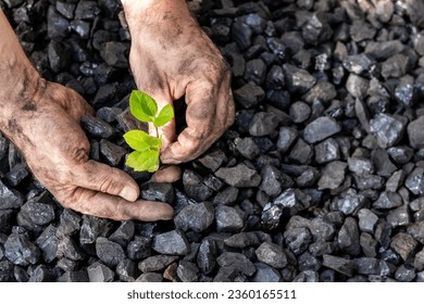 hands of a miner planting a green plant on a coal heap, Environmental concept, carbon free, climate goal, Energy industry