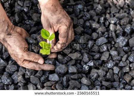 hands of a miner planting a green plant on a coal heap, Environmental concept, carbon free, climate goal, Energy industry