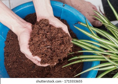 hands mixing coconut coir for planting - Shutterstock ID 1715553655
