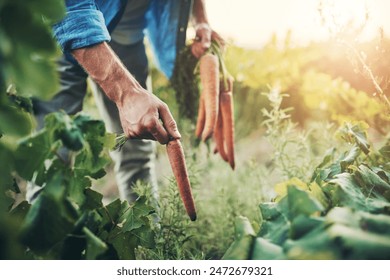 Hands, nature and man farmer with carrots for agriculture, sustainable and agro harvest growth. Environment, field and male person with organic, fresh and nutrition vegetable in outdoor countryside. - Powered by Shutterstock