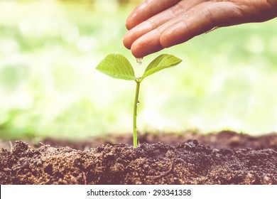 hands nurturing and watering a young plant / Love and protect nature concept - Shutterstock ID 293341358