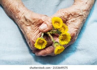 Hands Of An Old Woman Holding Coltsfoot Flowers. Toned. The Concept Of Longevity. Seniors Day. National Grandparents Day.