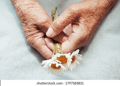 Hands of an old woman holding daisy flowers. The concept of longevity. Seniors day. National Grandparents Day. Artwork photography