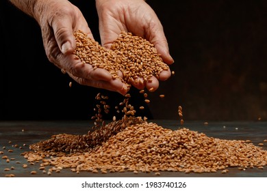 Hands of an old woman pour grain of ripe wheat. Golden seeds in man's palms. Wheat grains in female hands on a dark background. Close up. Shallow depth of field.