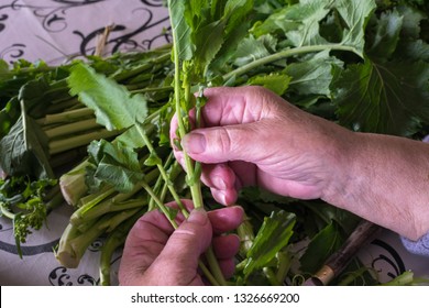 Hands Of Older Woman Selecting The Best Turnip Greens