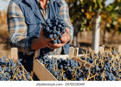 Hands On Grape Evaluation Senior Farmer Examining Poma Grapes in Vineyard, Harvest Season - Powered by Shutterstock