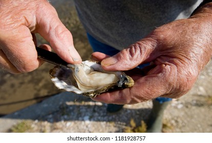 Hands opening an oyster