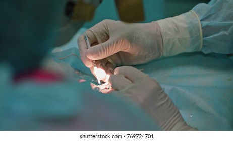 Hands Of Ophtalmology Surgeons And Assistants With Ophtalomological Surgery Tools During Surgical Treatment Of Eye. Indoor. Close Up