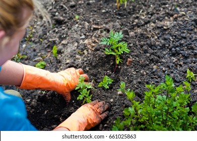 Hands in orange rubber gloves plant seedlings of flowers and vegetables in the ground. Planting of plants in spring - Shutterstock ID 661025863