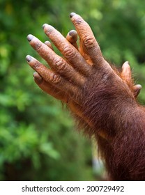 Hands Orangutan Stock Photo 200729492 | Shutterstock