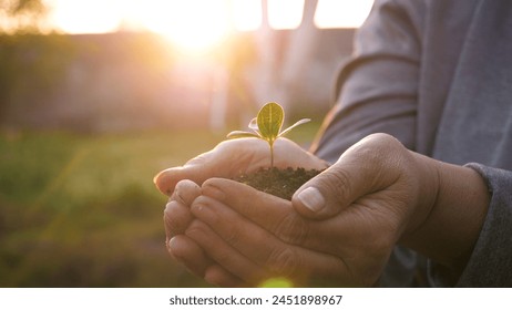 Hands palms of farmer gardener together hold fertile mud soil with young green tree sapling. Growth spout and agriculture. Against warm rays sunset on spring evening. Caring for new life in nature - Powered by Shutterstock