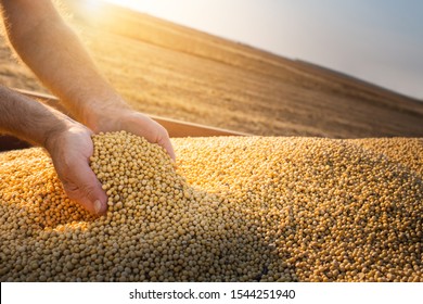 Hands Of Peasant Holding Soy Beans After Harvest