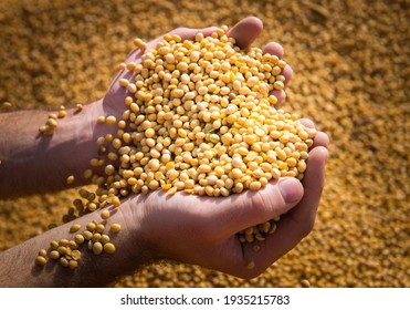 Hände von Bauern, die Sojabohnen nach der Ernte halten