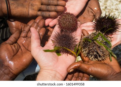 Hands People Sea Urchins Animals