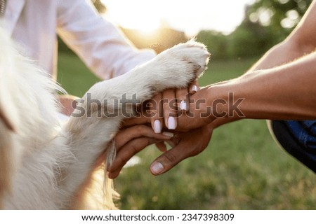 hands of people together with dog paw in park at sunset together, teamwork gesture with animal, close-up of family hands and paw of golden retriever, concept of love and care for pets