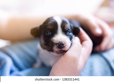should you hold a newborn puppy