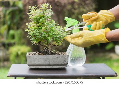 Hands Of Person Using Scissors To Cut The Leaves And Branches Of A Bonsai Tree Placed On A Table.