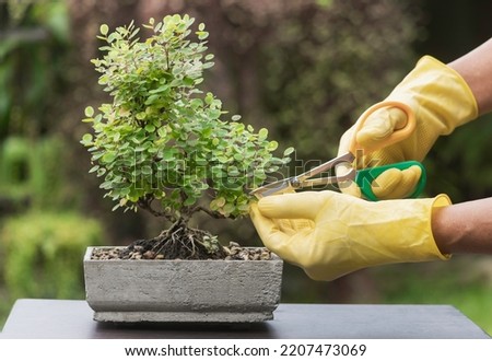 Hands of person using scissors to cut the leaves and branches of a bonsai tree placed on a table.