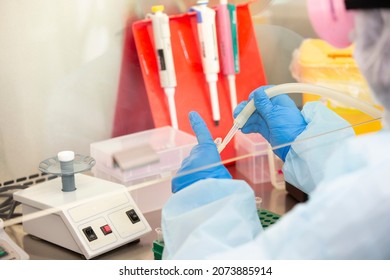 The Hands Of A Physician Laboratory Assistant In An Infectious Disease Laboratory Examines The Samples.