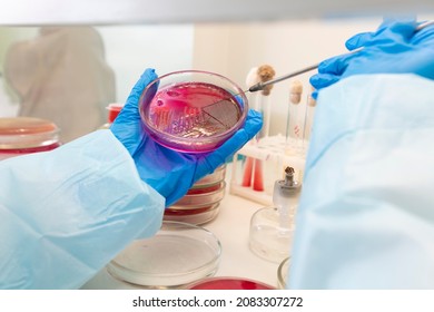 The Hands Of A Physician Laboratory Assistant In An Infectious Disease Laboratory Examines The Samples.