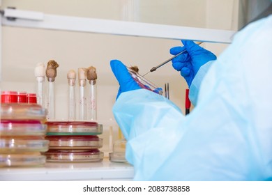 The Hands Of A Physician Laboratory Assistant In An Infectious Disease Laboratory Examines The Samples.