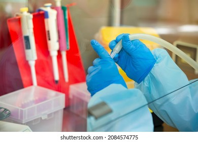 The Hands Of A Physician Laboratory Assistant In An Infectious Disease Laboratory Examines The Samples.