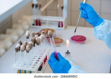 The Hands Of A Physician Laboratory Assistant In An Infectious Disease Laboratory Examines The Samples.