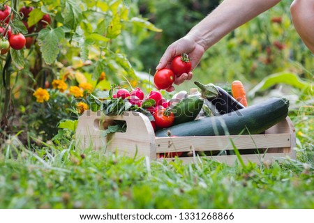 Woman´s hands picking fresh tomatoes to wooden crate in organic farm. Farmer harvesting homegrown produce from vegetable garden
