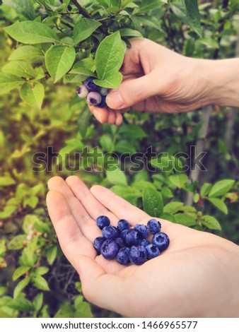 Similar – Foto Bild Kulturheidelbeeren im Garten