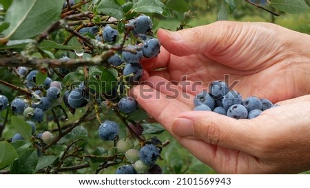 Hands picking ripe blueberry from plants in the garden after the rain. Blueberries harvesting. Berries with drops of dew