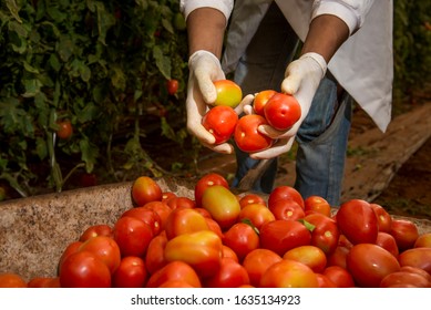 hands picking tomatoes and putting in the wheelbarrow - Shutterstock ID 1635134923