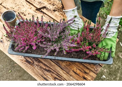 Hands planting calluna vulgaris, common heather, simply heather and erica in a pot on wooden table in the garden. House, garden and balcony decoration with seasonal autumn flowers. Selective focus - Shutterstock ID 2064298604