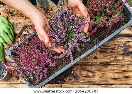 Hands planting calluna vulgaris, common heather, simply heather and erica in a pot on wooden table in the garden. House, garden and balcony decoration with seasonal autumn flowers. Selective focus.