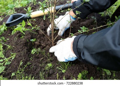 hands planting hedge
