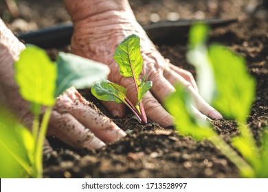 Farmer´s hands planting kohlrabi seedling in vegetable garden. Gardening at spring. Homegrown produce in organic farm - Powered by Shutterstock