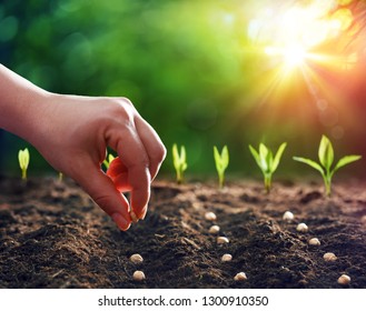 Hands Planting The Seeds Into The Dirt
				