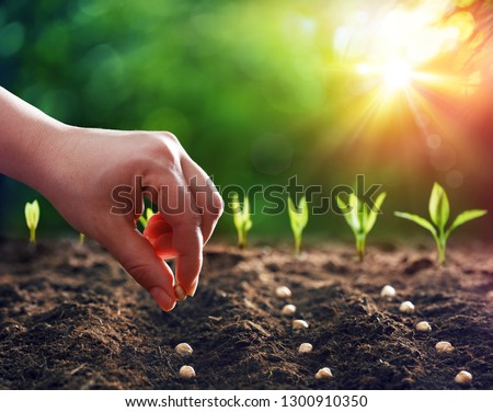 Hands Planting The Seeds Into The Dirt
