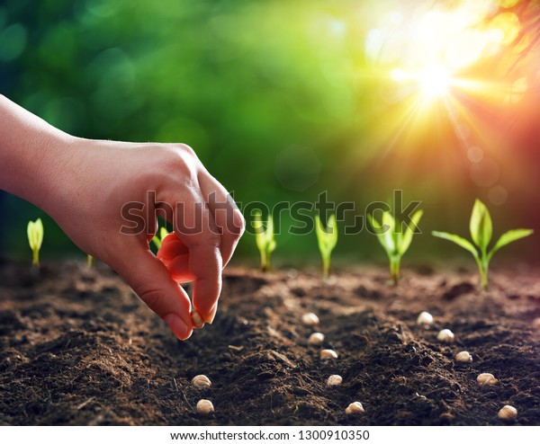 Hands Planting The
Seeds Into The Dirt
