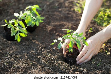 hands planting tomato seedling on garden