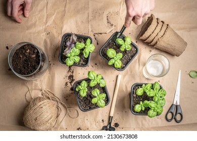 Hands are planting young green seedlings in pots with soil. There are gardening tools on the table with craft paper. Agricultural concept, hobby. Top view. - Powered by Shutterstock