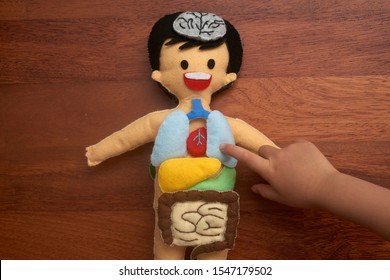 Hands Pointing The Lungs Of Colorful Human Body Anatomy Doll With Wooden Background. A Ideal DIY Preschool Educational Tool For Introducing Young Child About Internal Organs And Systems.