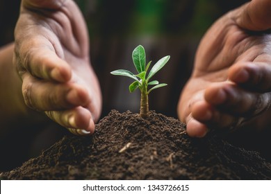 A hands protecting plant growing on soil.protect nature and environment concept