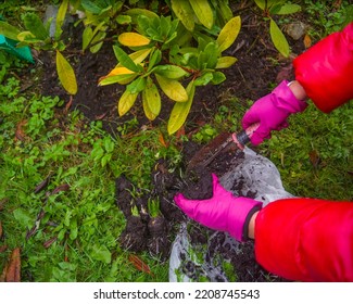 hands in protective gloves with garden scoop planting new plants around rhododendron  - Shutterstock ID 2208745543