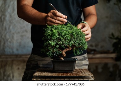 Hands Pruning A Bonsai Tree On A Work Table. Gardening Concept.