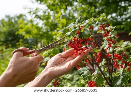 Hands pruning red currant bush in garden
