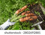 Hands pull fresh carrots from the soil in a garden during a sunny afternoon in late summer. 