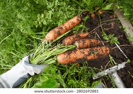 Hands pull fresh carrots from the soil in a garden during a sunny afternoon in late summer. 